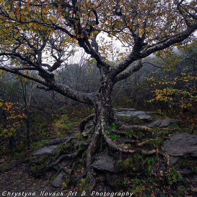 A crown of a few autumn leaves adorns the majestic beauty of the Craggy Tree; a unique tree that can be found on the Craggy Pinnacle Trail just off the Blue Ridge Parkway.