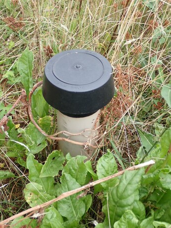 A pale grey pipe with a broader black plastic cap protruding about 30 cm from the ground. It is surrounded by a range of plants including green leaves of Common Sorrel.