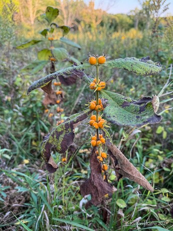 Plant with orange berries along the stem