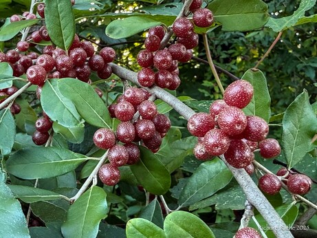 Speckled wine-colored berries