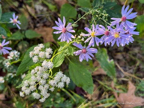 White Snakeroot & Purple Asters
