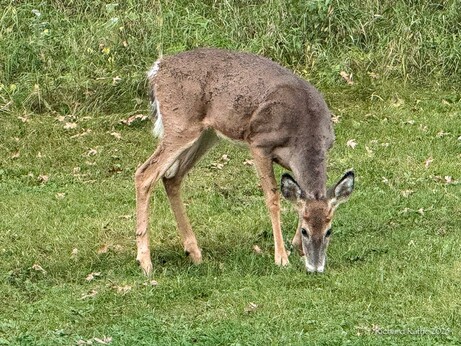 Young White-Tailed Deer Buck