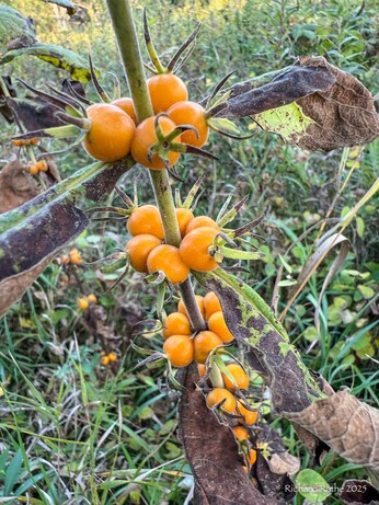 Plant with orange berries along the stem