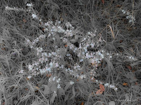 De-colorized Flowers