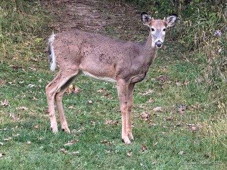 Young White-Tailed Deer Buck