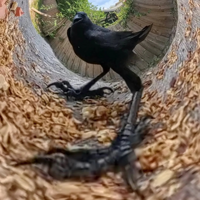 Go